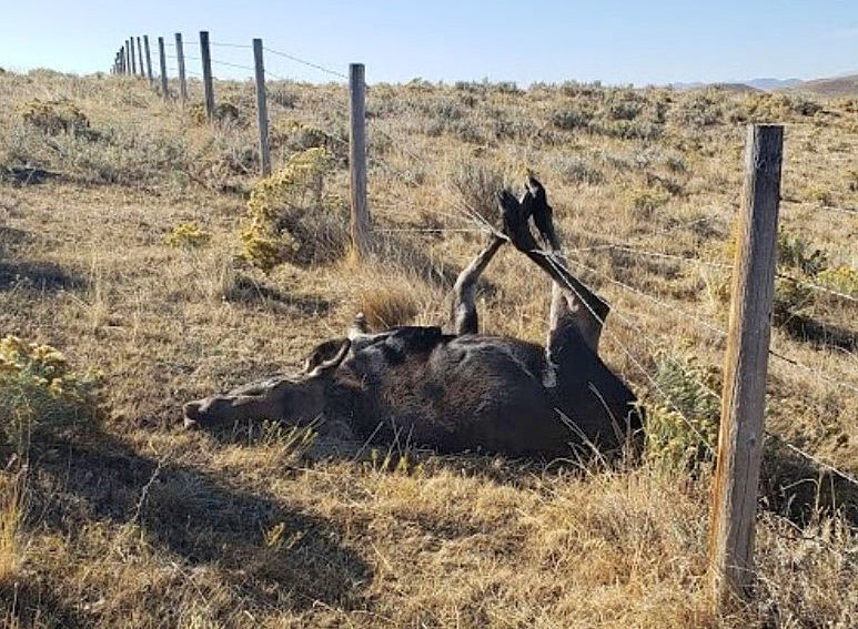 Fence entanglement